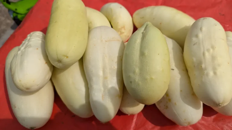 Miniature white cucumbers
